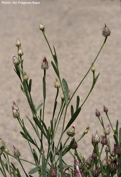 Image of Zoegea purpurea Fresen.