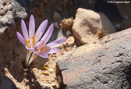 Image of Colchicum tunicatum Feinbrun