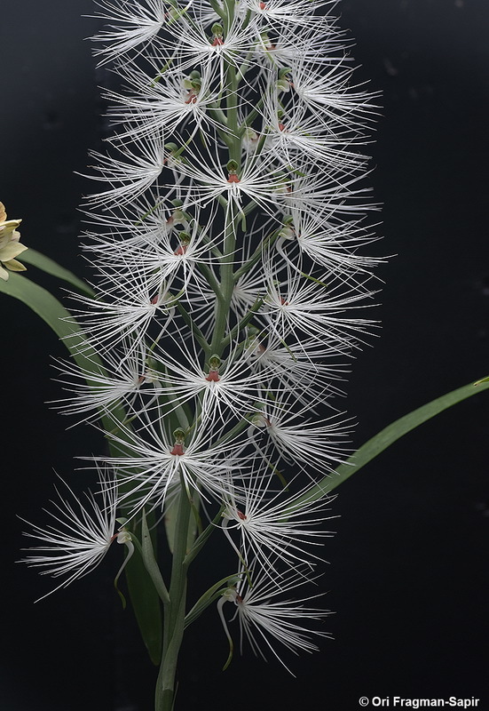 Habenaria medusa Kraenzl. resmi