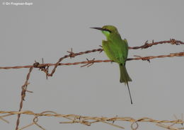 Image of Asian Green Bee-eater