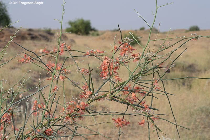 Image de Capparis decidua (Forsk.) Edgew.