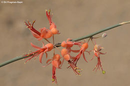 Image de Capparis decidua (Forsk.) Edgew.