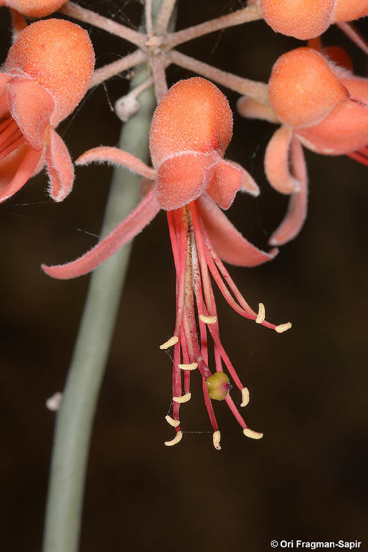 Image de Capparis decidua (Forsk.) Edgew.