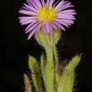 Image of Lachnophyllum