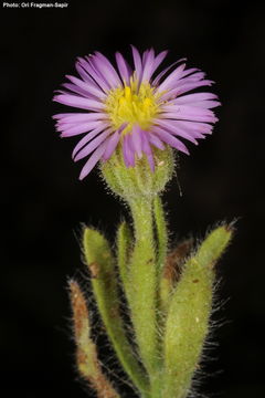 Lachnophyllum noeanum Boiss. resmi