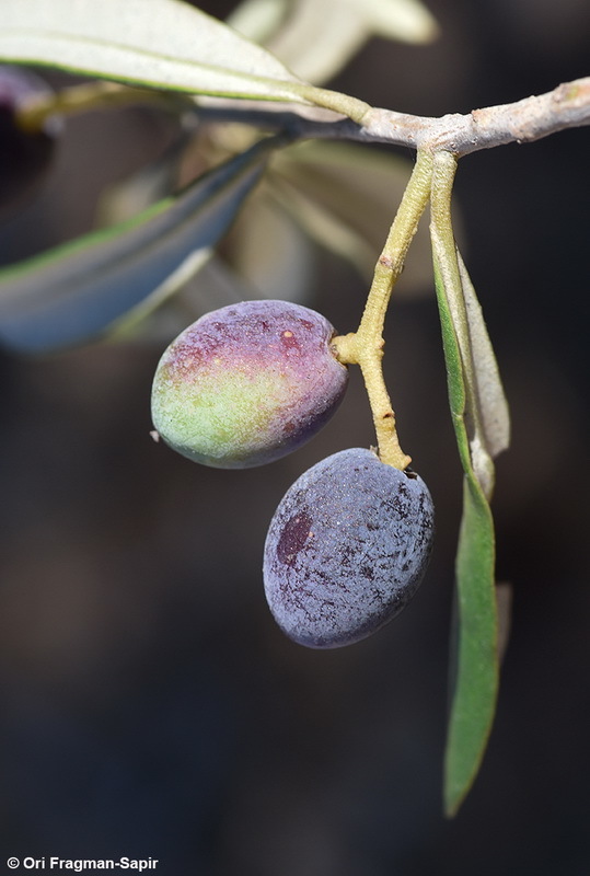 Image de olivier européen