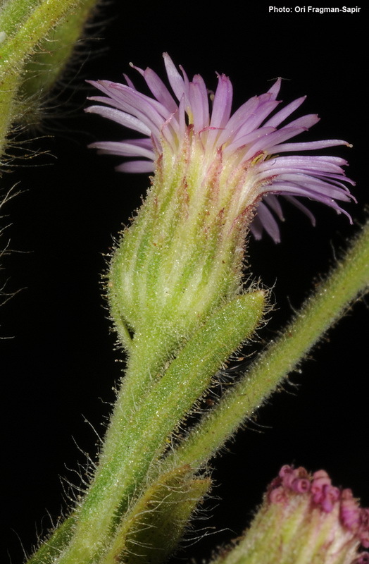 Image of Lachnophyllum noeanum Boiss.