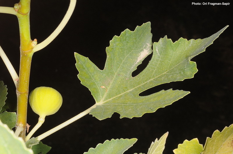 Image de Ficus palmata Forssk.