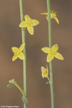 Image of Dipterygium glaucum Decne.