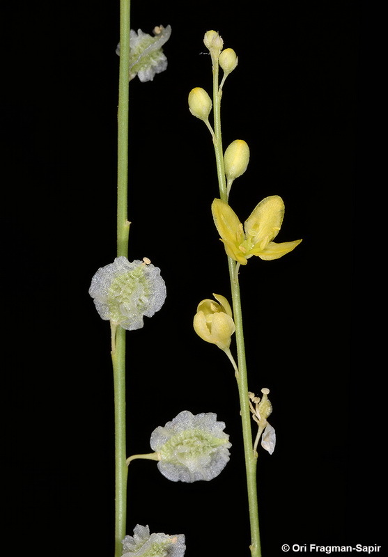 Image of Dipterygium glaucum Decne.