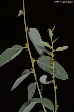 Image of Cocculus pendulus (J. R. Forst. & G. Forst.) Diels