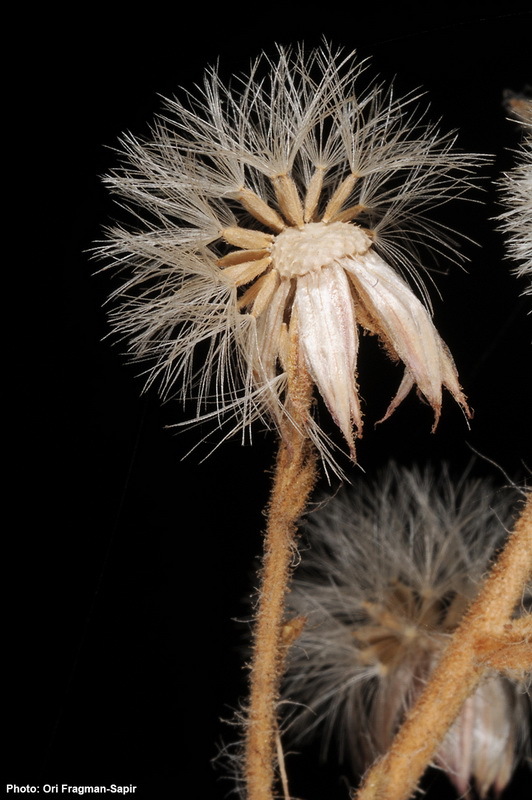 Lachnophyllum noeanum Boiss. resmi