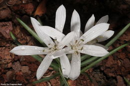 Image of Colchicum tuviae Feinbrun