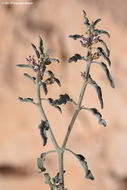 Image of <i>Glossonema boveanum</i>