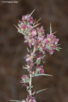 Imagem de Noaea mucronata (Forsk.) Ascherson & Schweinf.