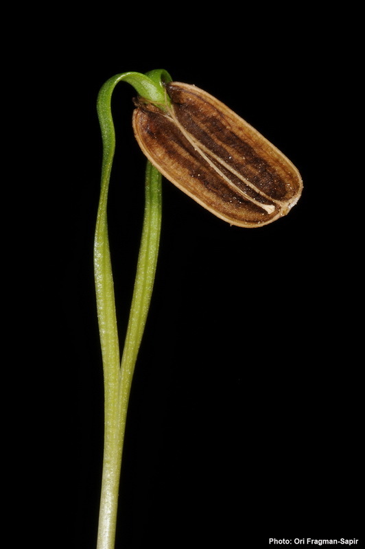 Image of Ferula daninii Zoh.