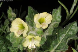 Image of white henbane