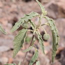 Image of Chrozophora oblongifolia (Delile) A. Juss. ex Spreng.