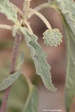 Image of Chrozophora oblongifolia (Delile) A. Juss. ex Spreng.