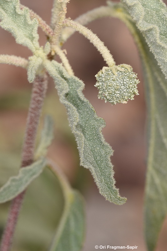 Image of Chrozophora oblongifolia (Delile) A. Juss. ex Spreng.