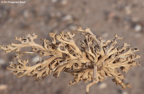 Image of Purslane-leaved aizoon