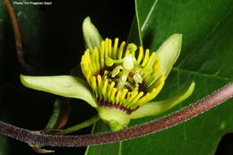 Image of Passiflora coriacea Juss.