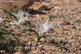 Image of Colchicum ritchii R. Br.