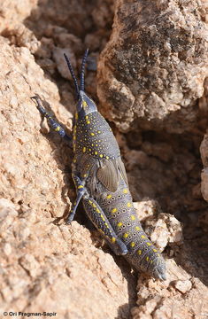 صورة Poekilocerus bufonius (Klug 1832)