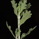 Image of Teucrium leucocladum Boiss.