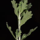 Imagem de Teucrium leucocladum Boiss.