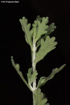 Image of Teucrium leucocladum Boiss.