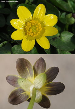 Image of Lesser Celandine