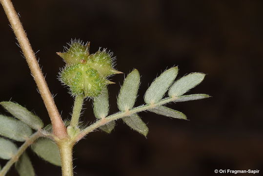 Image de Tribulus bimucronatus Viv.