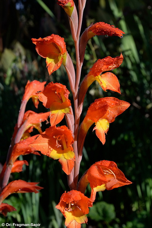 Imagem de Gladiolus dalenii Van Geel