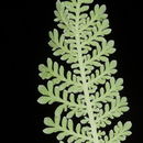 Image of Tanacetum sinaicum (Fresen.) Del. ex K. Bremer & C. J. Humphries