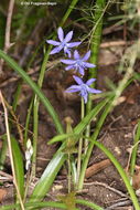 Scilla cilicica Siehe resmi