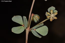 Image of Seetzenia lanata (Willd.) Bull.