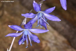 Image of Scilla cilicica Siehe