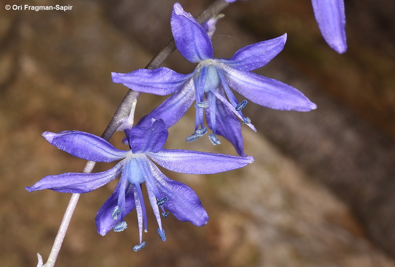 Scilla cilicica Siehe resmi