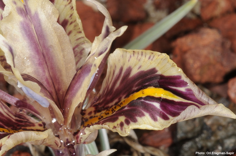 Image of Iris edomensis Sealy