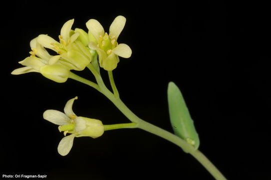 Imagem de Myagrum perfoliatum L.