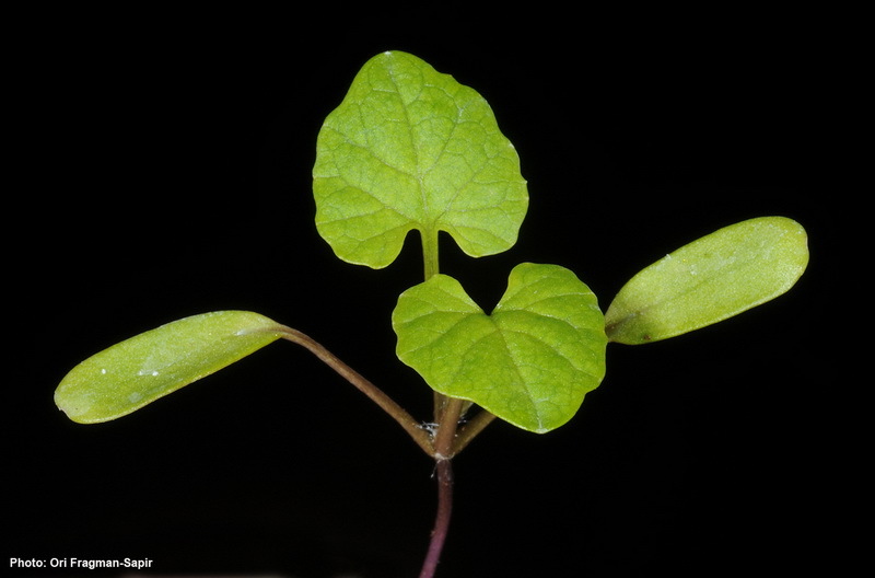 Image of Garlic Mustard