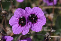 Слика од Erodium arborescens (Desf.) Willd.