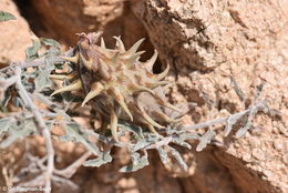 Image of <i>Glossonema boveanum</i>