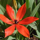 Image of Tulipa praestans H. B. May