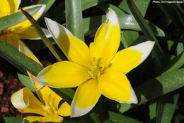 Image of Late Tulip