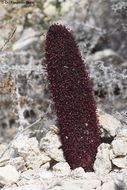 Image of Maltese mushroom