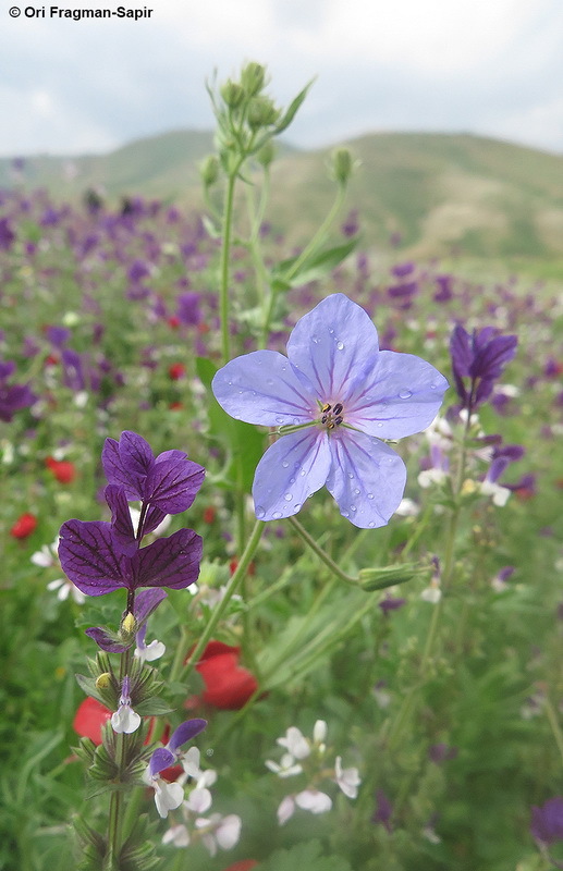 Erodium ciconium (L.) L'Her. resmi