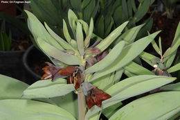 Image of Fritillaria sewerzowii Regel