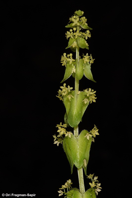 Image of Cruciata articulata (L.) Ehrend.